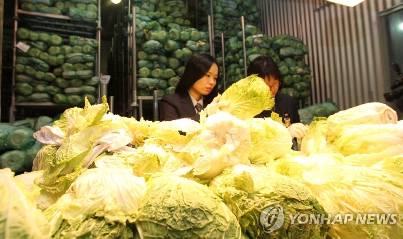 '포름알데히드 <b>배추</b>' 논란에…<b>중국</b>산 <b>배추</b> 수입검사 강화(종합)