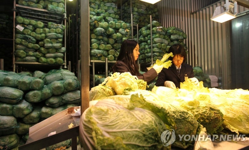 <b>중국산 배추</b> '포름알데히드' 검사…최근 수입 8건 모두 <b>불검출</b>
