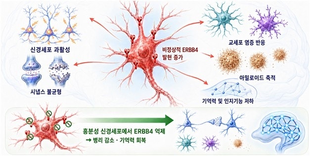 <b>알츠하이머</b> 악순환 키우는 핵심 인자 찾았다…새 치료 표적 기대