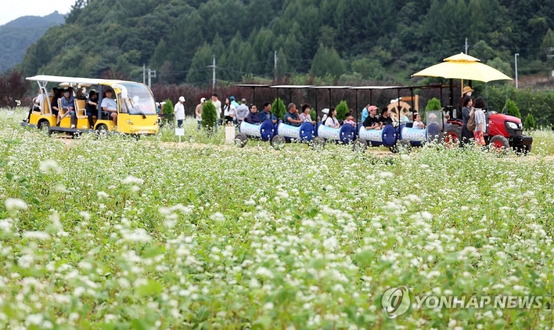 <b>메밀꽃 필 무렵</b>