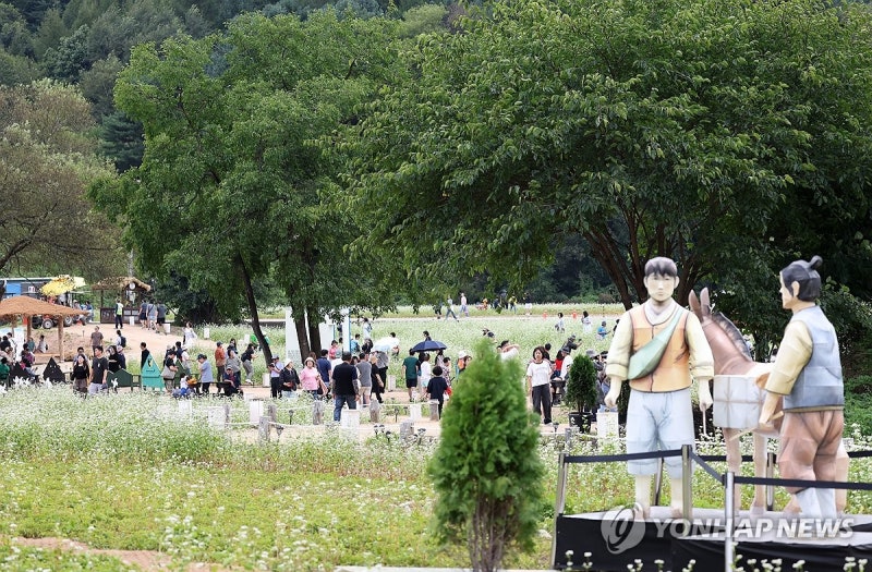 하얀 메밀꽃밭 펼쳐진 평창, 2026 효석문화제 가을 관광객 인산인해