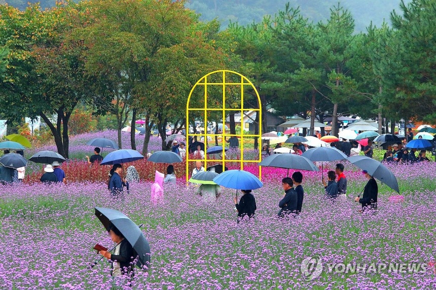 빗속에서도 꽃길만 걸어요 (인제=연합뉴스) 지난 25일 강원 인제군 북면 용대관광지 일원에서 열린 인제 가을꽃축제를 찾은 관광객들이 우산을 쓴 채 보랏빛 마편초가 만발한 꽃밭을 거닐고 있다.[연합뉴스 자료사진]