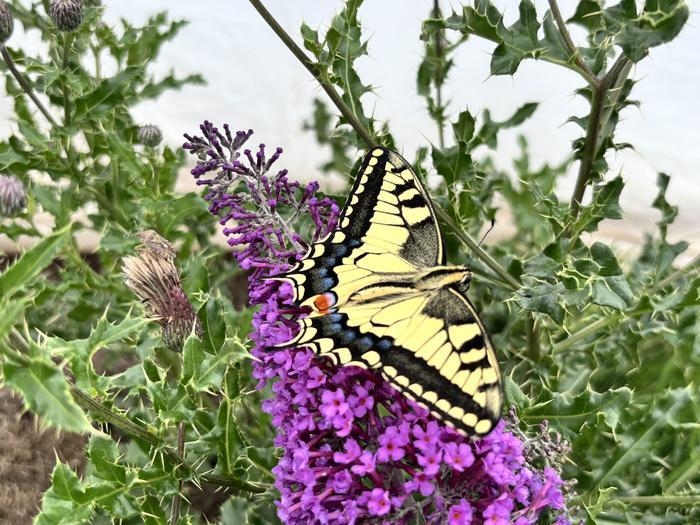 산호랑나비(Papilio machaon) [Dr.George Hancock 제공.재판매 및 DB 금지] 