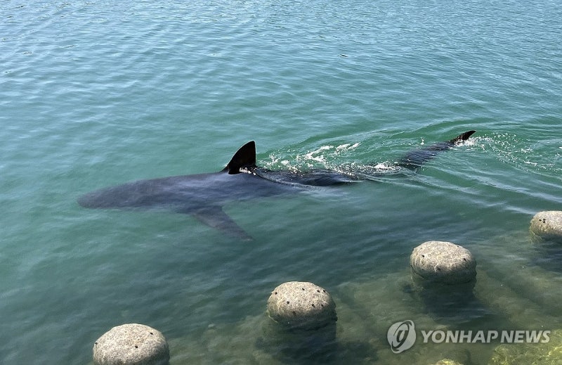 부캉이 바다로 돌려보내기 위한 3차 유도작업 진행 상황과 안전 대책