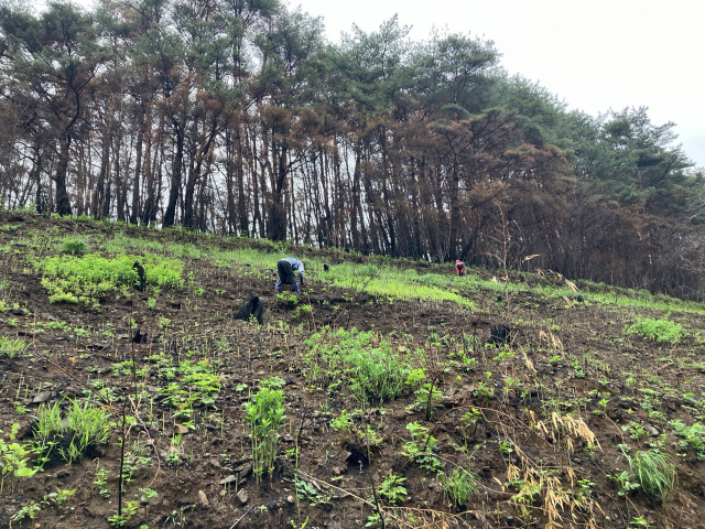 ▲지난 4월 24일 대형산불 피해를 본 경남 산청군 중태마을의 한 야산의 고사리밭에서 주민들이 고사리를 따고 있다.고사리밭 뒤로 검게 그을린 소나무숲이 보인다.ⓒ프레시안(손가영)