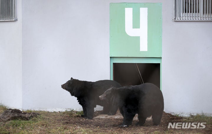 '<b>반달가슴곰</b>, <b>제주</b> 적응 마쳤어요'