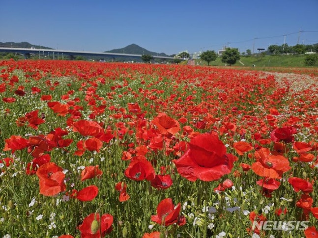 Naju Yeongsan River is flowing with gorgeous and intense red flowers of royal azaleas. (Photo=Provided by Naju City) photo@newsis.com
