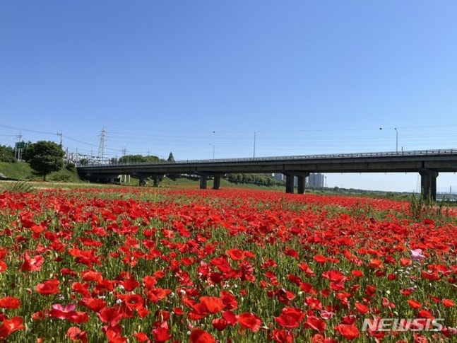 Naju Yeongsan River is flowing with gorgeous and intense red flowers of royal azaleas. (Photo=Provided by Naju City) photo@newsis.com