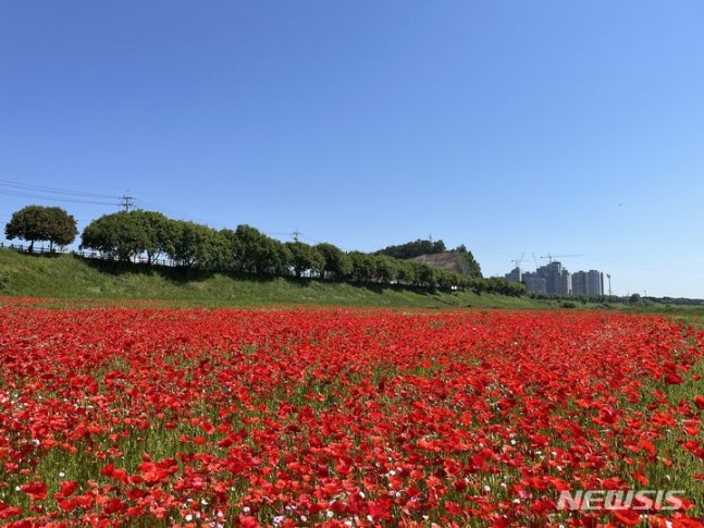 Naju Yeongsan River is flowing with gorgeous and intense red flowers of royal azaleas. (Photo=Provided by Naju City) photo@newsis.com
