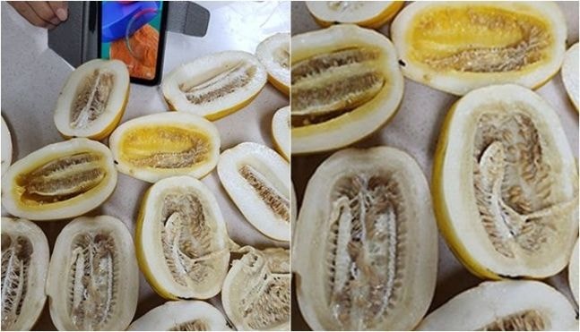 "호구옵서예?"…제주 오일장서 산 떨이 <b>참외</b> 상태 '참담'