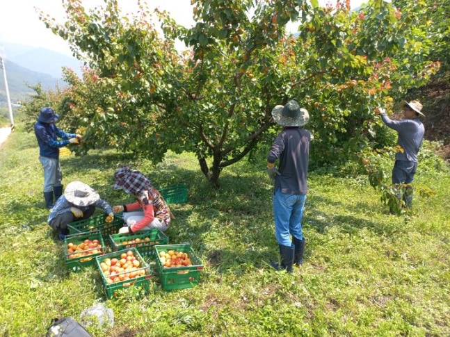 Participants in the experience of living in a rural area harvesting. (Photo=Provided by Gyeongnam Province) 04.02.2024. *Resale and DB prohibited