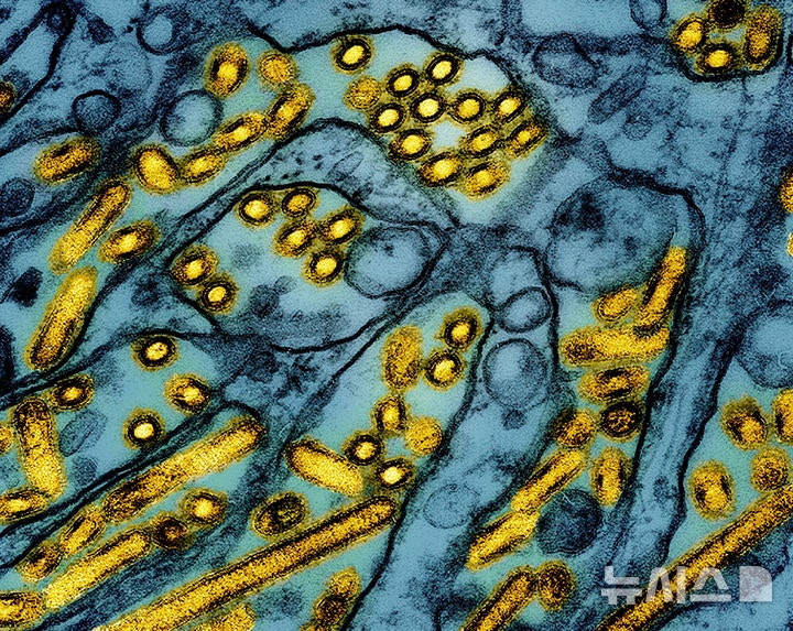 [워싱턴=AP/뉴시스]미국 국립알레르기전염병연구소(NIAID)가 지난 3월26일 공개한 컬러 전자현미경 사진 속에 매딘다비 송곳니 신장(MDCK) 상피세포(파란색)에서 자란 조류인플루엔자 A H5N1 바이러스 입자(