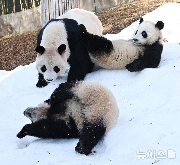 <b>겨울</b> 맞은 <b>쌍둥이 판다</b> 가족