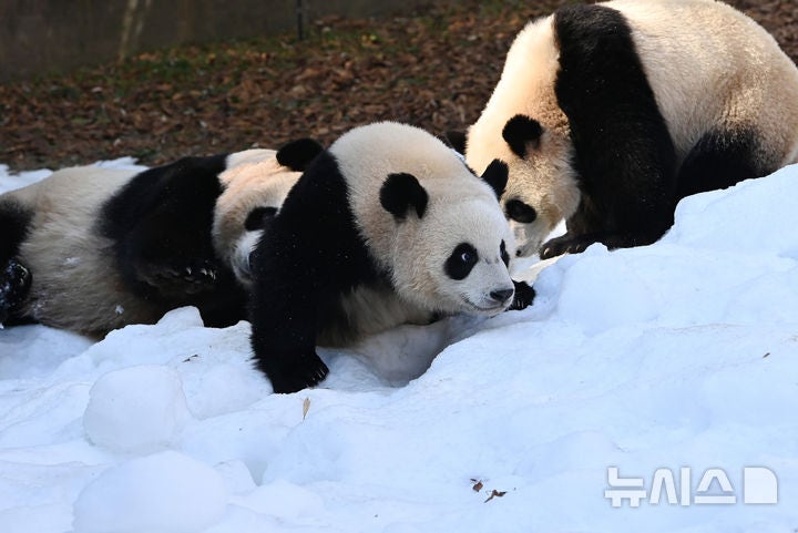 <b>겨울</b> 맞은 <b>쌍둥이 판다</b> 가족