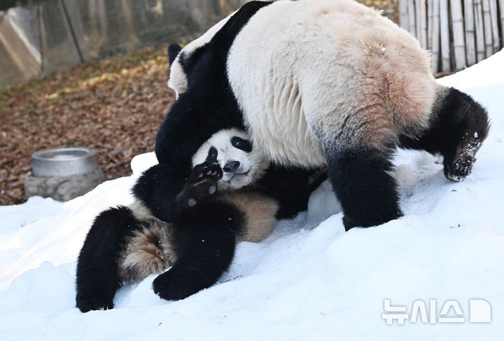 <b>쌍둥이 판다</b> 가족의 <b>겨울</b>