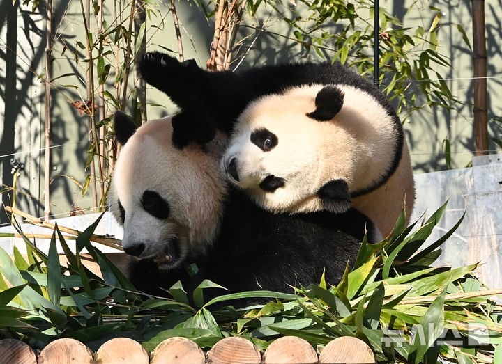 <b>쌍둥이 판다</b> 가족의 <b>겨울</b>