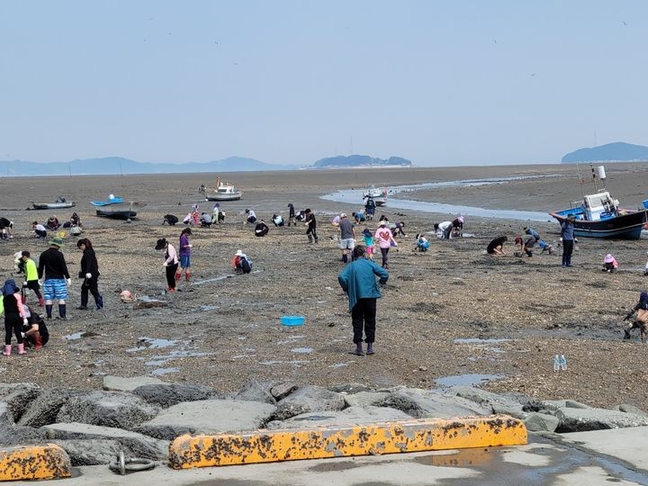 [서산=뉴시스] 충남 서산 중리어촌체험마을을 찾은 관광객들이 바지락 캐기 체험을 하고 있다.(사진=서산시 제공) 2024.06.26.*재판매 및 DB 금지