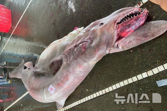 [서울=뉴시스]2023년6월 대만에서 잡힌 마귀상어 모습.(사진=대만해양박물관)