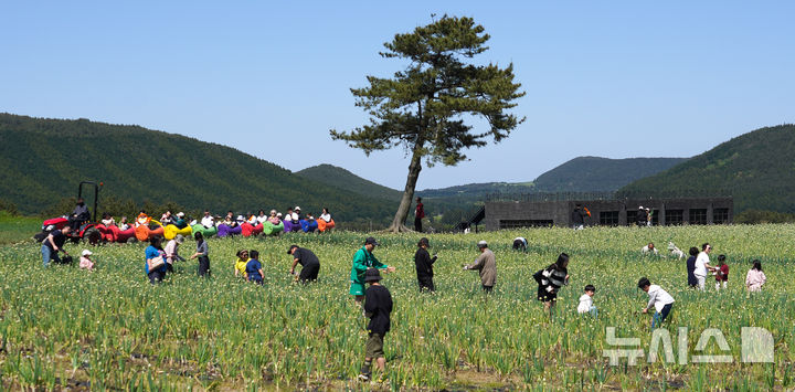 [서귀포=뉴시스] 우장호 기자 = 맑은 날씨를 보인 4일 오후 제주 서귀포시 표선면 보롬왓 농장에서 열린 '파릇파릇 대파축제'에서 입장객들이 대파 수확을 하며 즐거운 시간을 보내고 있다.2025.05.04.woo