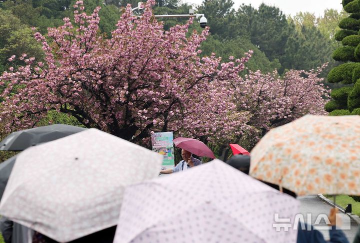 [부산=뉴시스] 하경민 기자 = 봄비가 내린 22일 부산 남구 유엔기념공원을 찾은 외국인 관광객들이 활짝 핀 겹벚꽃을 배경으로 기념사진을 찍고 있다.2025.04.22.