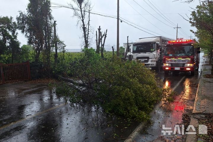[제주=뉴시스] 강풍특보와 호우특보가 동시에 발효된 9일 오전 제주 서귀포시 대정읍 한 도로에서 강풍에 나무가 쓰러져 소방당국이 안전조치에 나서고 있다.(사진=제주소방안전본부 제공) 2025.05.09.photo
