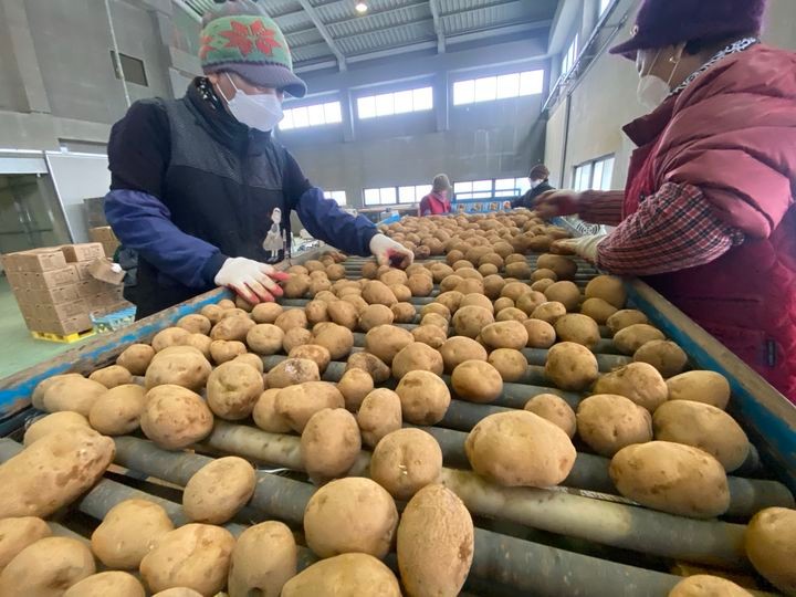 [괴산=뉴시스] 우량 씨감자 선별 모습.(사진=괴산군 제공)  *재판매 및 DB 금지
