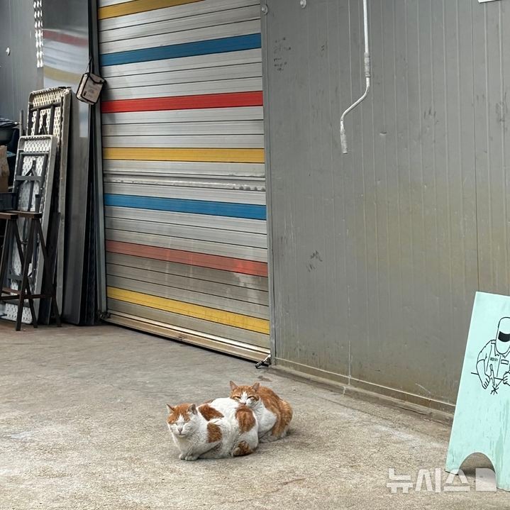 [서울=뉴시스] 길고양이 (사진=독자 제공)