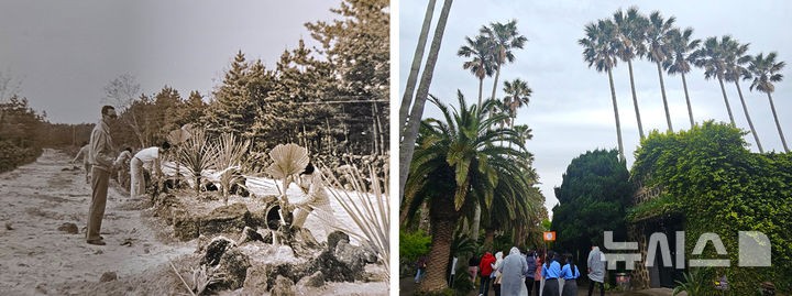 [제주=뉴시스] 임재영 기자 = 왼쪽은 제주시 한림읍의 불모지를 개척해 1970년대 초반 야자수를 심는 모습(사진=한림공원 제공).이들 야자수가 하늘을 찌를 듯이 자란 가운데 입장객이 이 곳을 지나고 있다.202