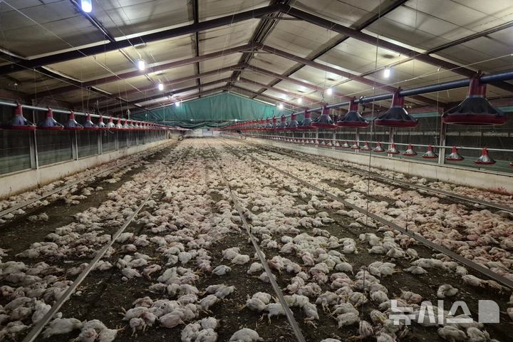 [남아프리카공화국=AP/뉴시스] 남아프리카공화국의 국립동물학대방지협회(NSPCA)는 지난달 30일 남아프리카 북부의 한 국영 양계장에서 자금난으로 방치된 닭 35만 마리가 서로를 잡아먹는 상황까지 벌어져 결국 안락사