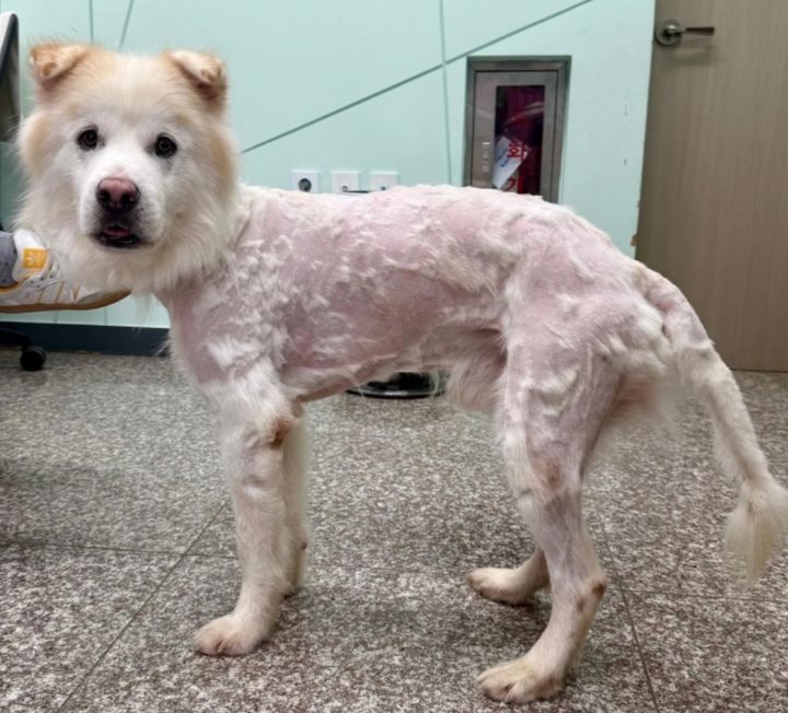 [서울=뉴시스] 강원도 강릉의 한 유기견 보호소에서 입양된 지 7시간 만에 파양된 개의 사연이 알려졌다. (사진 = 인스타그램 캡처) 2025.07.21. *재판매 및 DB 금지