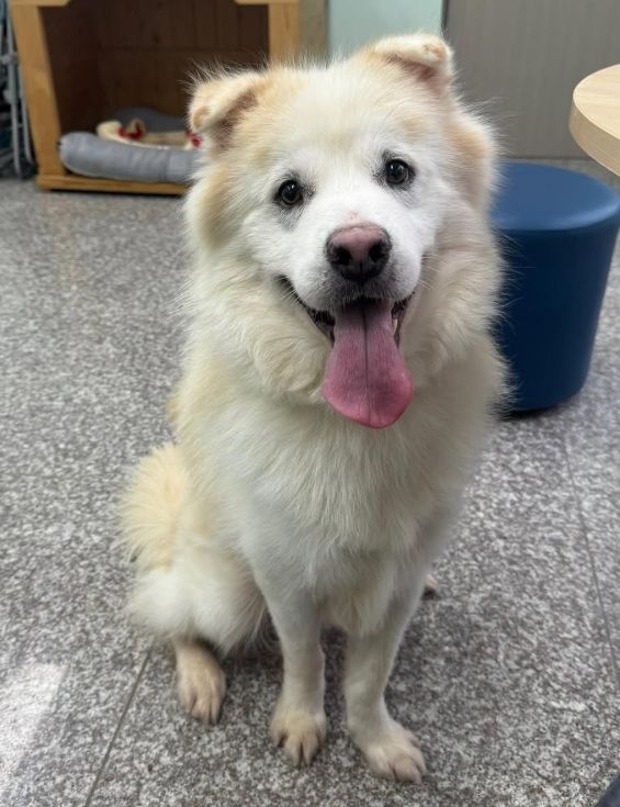 [서울=뉴시스] 입양 전 쿠노의 모습. (사진 = 인스타그램 캡처) 2025.07.21. *재판매 및 DB 금지