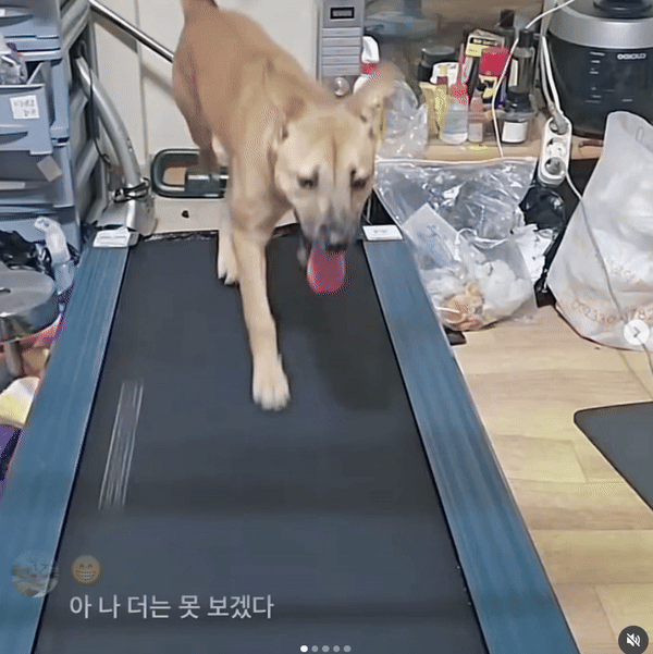 3시간 러닝머신 <b>논란</b>…반려견 <b>학대</b> 생중계(영상)