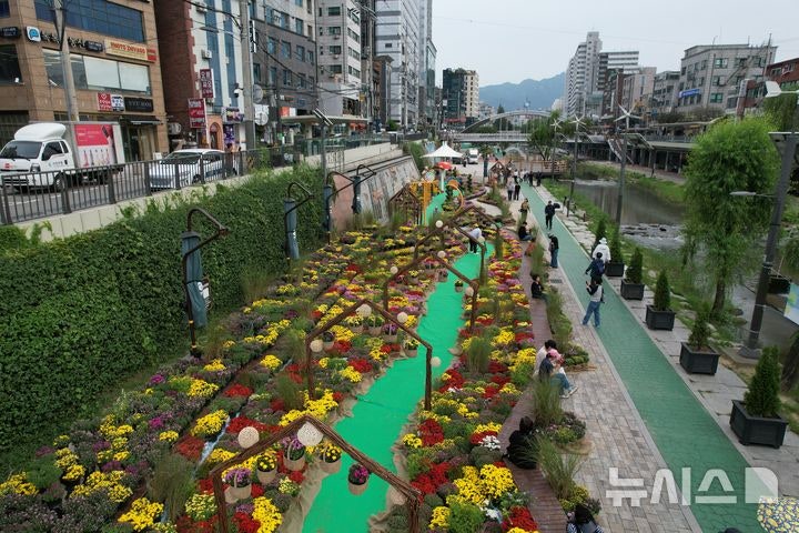 관악구, <b>별빛내린천</b>에 '<b>국화정원</b>' 조성…"가을 정취 느끼길"