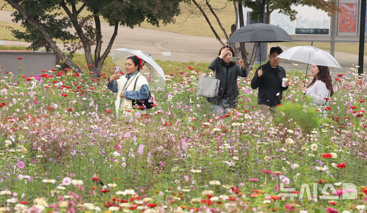 [서울=뉴시스] 김명원 기자 =  보슬비가 내리는 26일 오전 서울 종로구 송현열린광장에서 관광객과 시민들이 가을 꽃길을 산책하고 있다. 2025.10.26. kmx1105@new