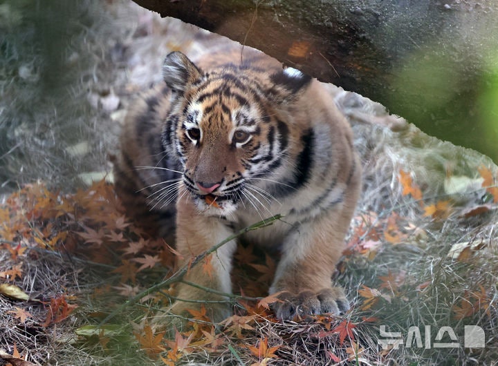 관람객 바라보는 <b>아기호랑이 설호</b>