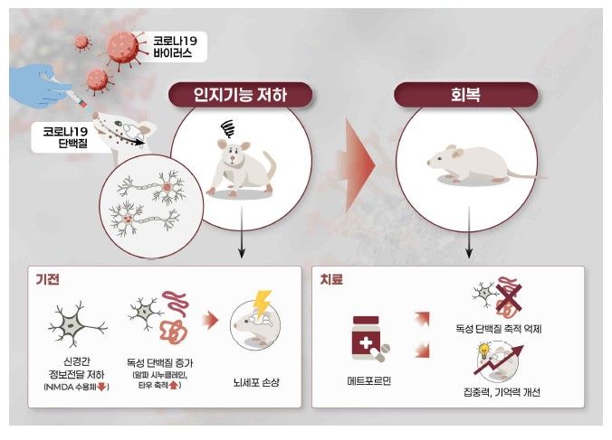 [서울=뉴시스] 코로나19 감염 후 나타나는 인지장애와 관련한 국립보건연구원의 연구 내용을 설명하는 그림.(자료=질병관리청 제공) 2025.12.10.*재판매 및 DB 금지