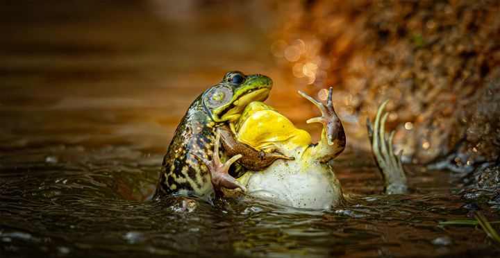 네이처가 선정한 2025년 올해의 과학 사진 중 하나인 '개구리 싸움(Froggy fight)'.(사진=네이처) *재판매 및 DB 금지