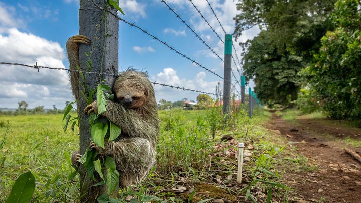 네이처가 선정한 2025년 올해의 과학 사진 중 하나인 '매달려 버티기(Hang in there)'.(사진=네이처) *재판매 및 DB 금지