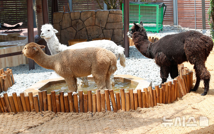 [서귀포=뉴시스] 알파카.(사진=뉴시스 DB).