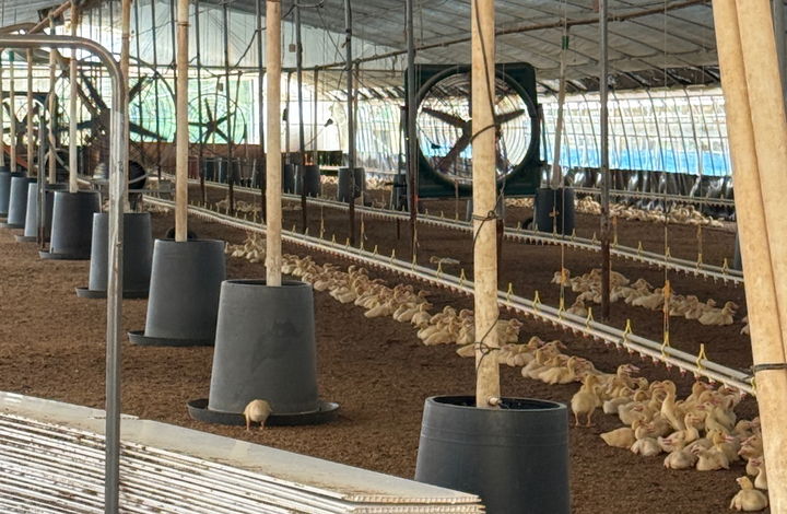 [고창=뉴시스] 고창의 한 오리농장.*재판매 및 DB 금지