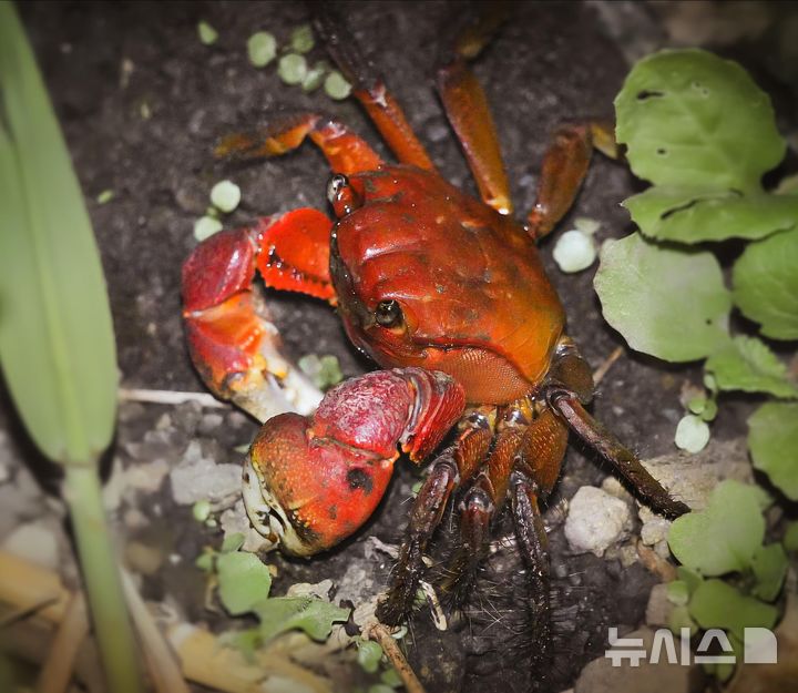 [세종=뉴시스]기후에너지환경부는 2026년 병오년 붉은 말의 해를 맞아 1월 '이달의 멸종위기 야생생물'로 멸종위기 야생생물 Ⅱ급인 '붉은발말똥게'를 선정했다.(사진=기후부 제공)