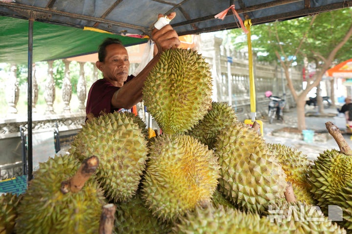 [프놈펜=AP/뉴시스] 캄보디아 프놈펜 외곽의 추크 바르 마을에서 한 노점상이 두리안을 들어보이고 있다.2025.07.22.