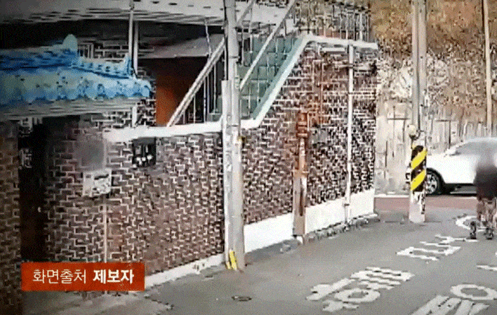 [뉴시스] 지난 16일 JTBC '사건반장'에 따르면 15일 오전 전주시에 거주하는 제보자 A씨의 집 앞에 강아지 한 마리가 유기됐다.(사진=JTBC 사건반장 갈무리) *재판매 및 DB 금지