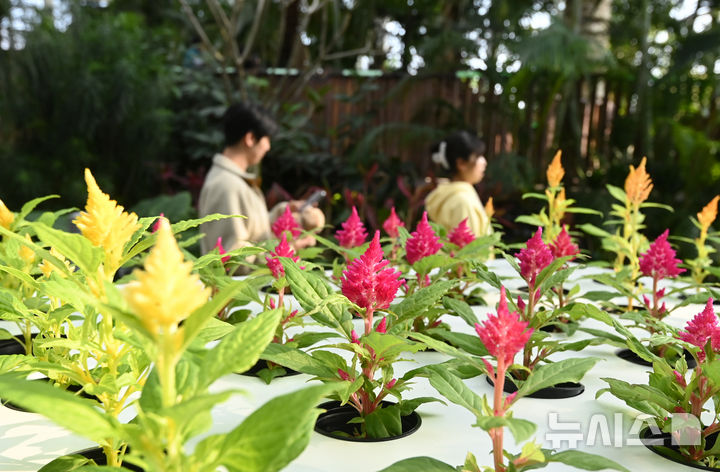 [수원=뉴시스] 김종택 기자 = 강추위가 이어지고 있는 23일 경기 수원시 국립농업박물관을 찾은 시민들이 가벼운 옷차림으로 식물원 내 온실을 둘러보고 있다.기상청은 이날 충청과 남부지방에 내려진 한파특보가 일부 해제