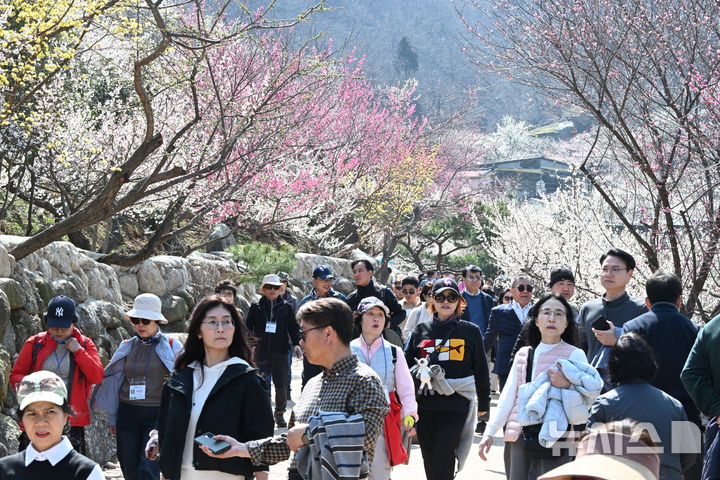 [광양=뉴시스] 이현행 기자 = 봄의 시작을 알리는 절기상 '춘분(春分)'을 하루 앞둔 19일 전남 광양시 다압면 매화마을이 상춘객들로 북적이고 있다.2026.03.19.