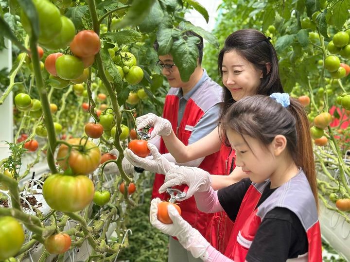 신세계푸드, 토마토 협력 농가 일손 보태…"상생 제고"