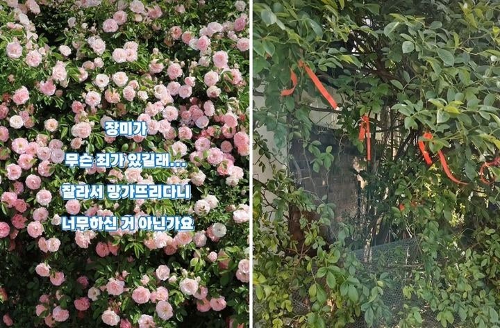 파란대문장미 잘라간 60대 "집에서 잘 키워보려고"