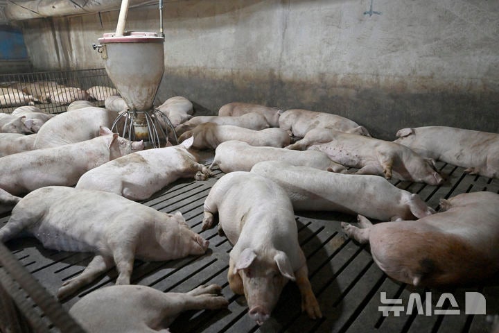 <b>폭염</b>으로 경북도내 가축폐사 <b>급증</b>…10일간 3.7배로