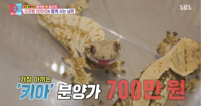 <b>윤석민</b>, <b>도마뱀</b> 50마리와 함께 산다…"최고 분양가 700만 원"