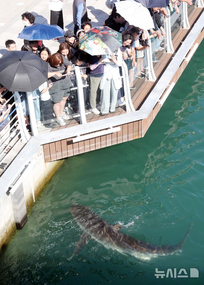  [부산=뉴시스] 하경민 기자 = 4일 부산 동구 북항 친수공원 경관수로 일대에서 시민들이 상어 '부캉이'의 유영하는 모습을 지켜보고 있다.부캉이 관람인파는 지난 3일 7만2000명으로 집계되는 등 지난달 19일